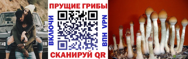 Галлюциногенные грибы MAGIC MUSHROOMS Калач-на-Дону