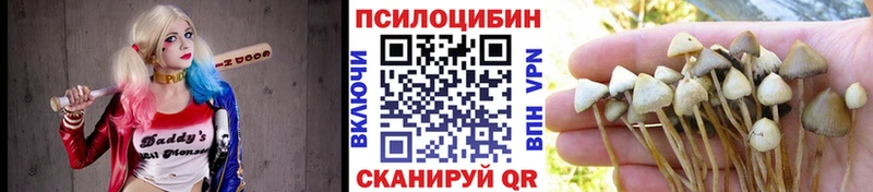 Псилоцибиновые грибы Psilocybe  Купить закладки  Калач-на-Дону 